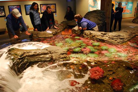 Seattle Aquarium A Peek Inside Puget Sound And Beyond Seattle Bloggers