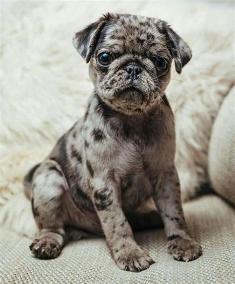 Pin By Linda Gaddy On Pugs Baby Pugs Cute Pug Puppies Pug Puppies