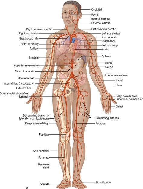 Black and white illustration of a body torso with the heart, an artery, a vein, and a capillary labeled. 34 Label The Major Systemic Arteries - Labels Database 2020