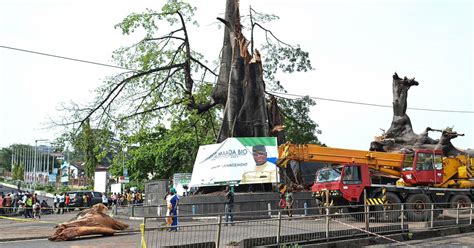 Storm Fells Sierra Leones Historic Cotton Tree A Symbol Of Freedom