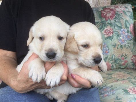 See more of glory's golden retriever puppies of texas on facebook. Golden Retriever Puppies For Sale | San Antonio, TX #295480