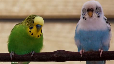 Budgie Budgerigars Birds Parrots Resting Hd Widescreen Wallpaper