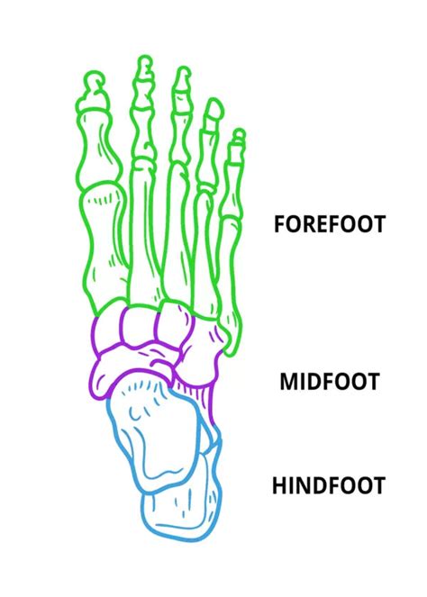 The Basics Of Ankle Anatomy And Foot Anatomy