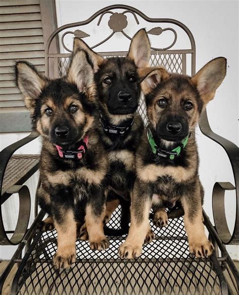 232 German Shepherd Puppy Photos That Show Just How Cute These