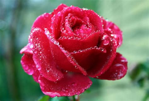 Best Of Nature 10 Awesome Facts About Roses