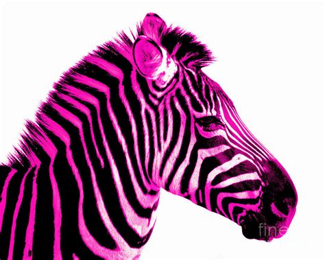 Cute Pink Zebra Cartoon