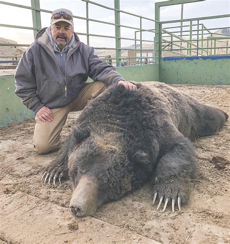 Largest Bear Ever Recorded