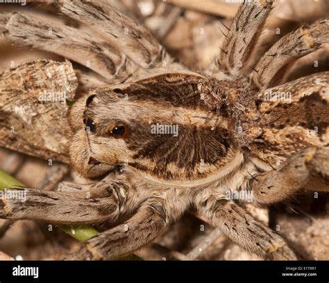 Arizona Wolf Spiders Hi Res Stock Photography And Images Alamy