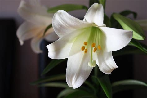 Can I Grow The Easter Lilies From My Church Life Daily