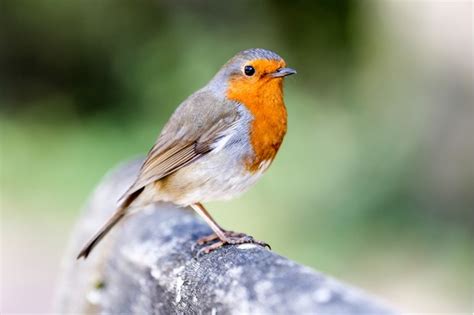 Everything You Need To Know About The Robin Facts About Robins