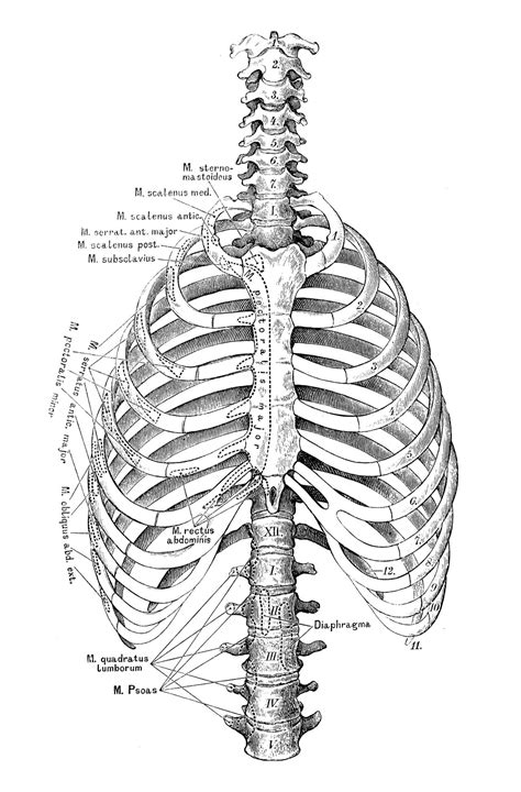 Rib Cage Of Human Body Anatomy Of Human Organs In X Ray View High Resolution The Rib