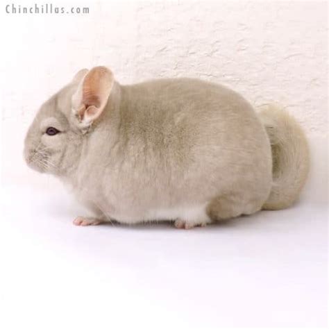 Types Of Chinchillas 8 Domesticated Chinchilla Breeds The Doorstep