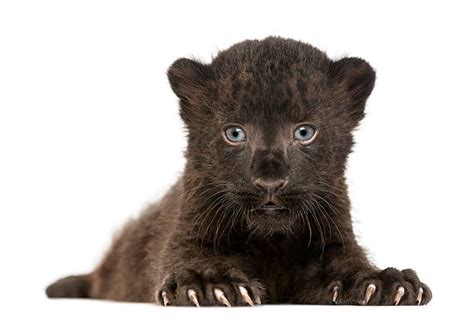 Black Panther Cubs Stock Photos Pictures And Royalty Free Images Istock