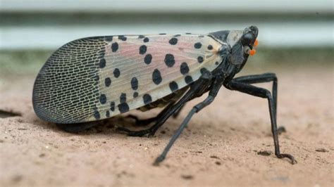 Staying Vigilant For The Spotted Lanternfly Around Pittsburgh As Fall
