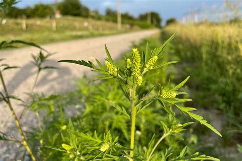 Ragweed Allergy Aggressiveness Of Pollen Is Determined By Its Place Of