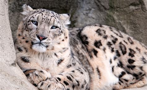 Imagen Leopardo De Las Nieves 7png Wiki Reino Animalia Fandom