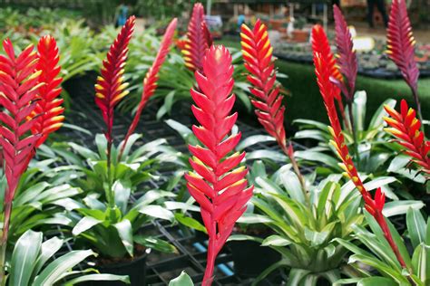 The Different Types Of Bromeliads Ebay