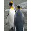 King Penguin Facts For Kids – Diet & Reproduction