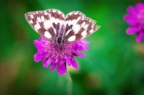 white brown butterfly perched  pink flower  stock