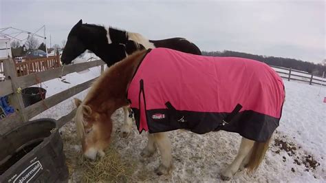How To Put On A Horse Blanket Youtube