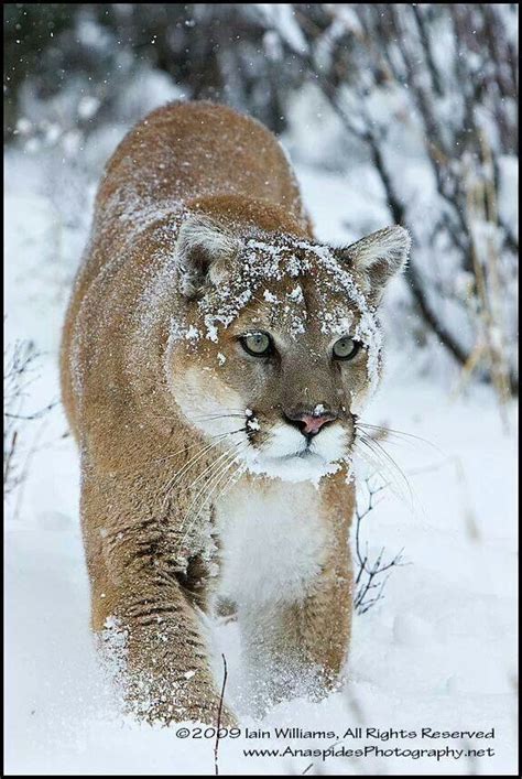 Mountain Lion In Winter Snow Cougarsmountain Lions