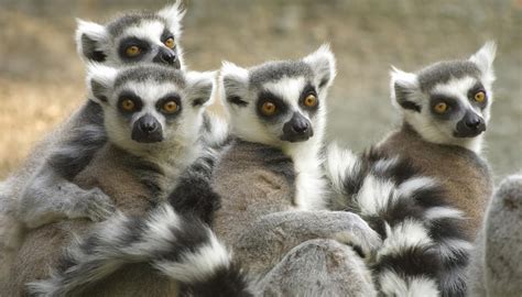 Madagascar Travel Guide And Travel Information World Travel Guide