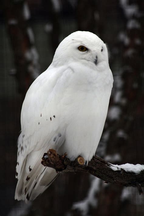 Green update for your home office. lechuza nival | Tumblr