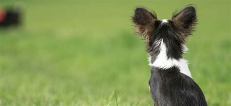 Why do some dogs need their glands squeezed? How do you know if your dog needs its anal glands ...