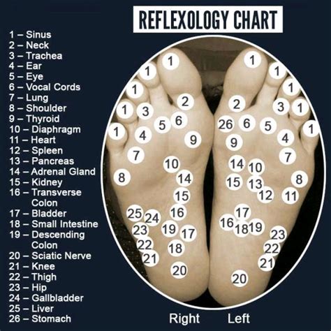 Pin By Gizmo On Dental Reflexology Reflexology Chart Reflexology