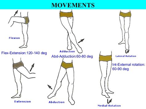 Hip Movements Anatomy