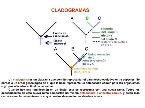 Calaméo Tema 3 Cladogramas