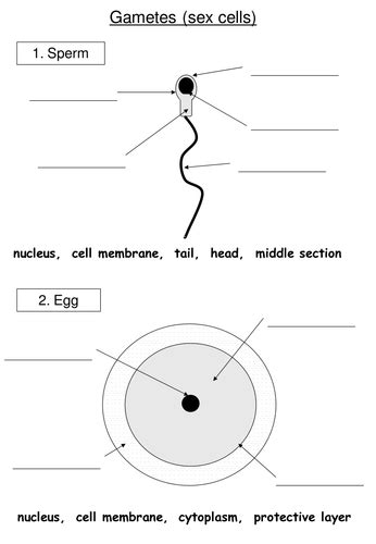 Sex Cells Structure By Rebslangdon Uk Teaching Resources Tes