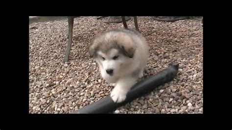 Cute Alaskan Malamute Puppy Youtube