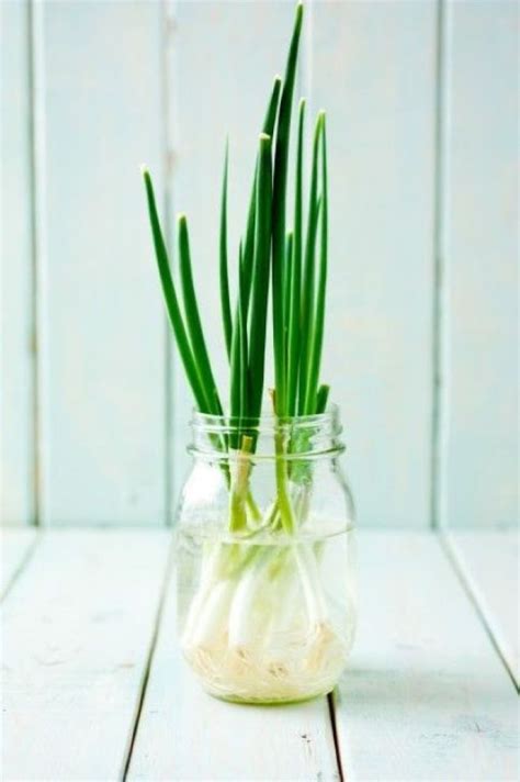 13 Plants That Can Grow Indoors In Water My Desired Home