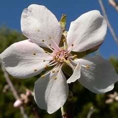 You can probably come up with a long list of quiz questions on your own after seeing some of these. Sun and Shield: Almond flowers in the Bible: Do you know ...