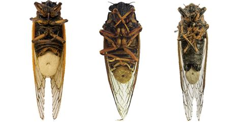 Грибки Massospora Cicadina впрыскивают в тело насекомых галлюциногены и