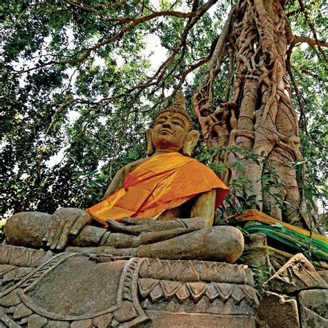Under The Bodhi Tree Buddhas Original Vision Of Dependent Co Arising