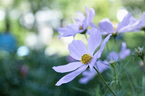 Mexican Aster Stock Photo