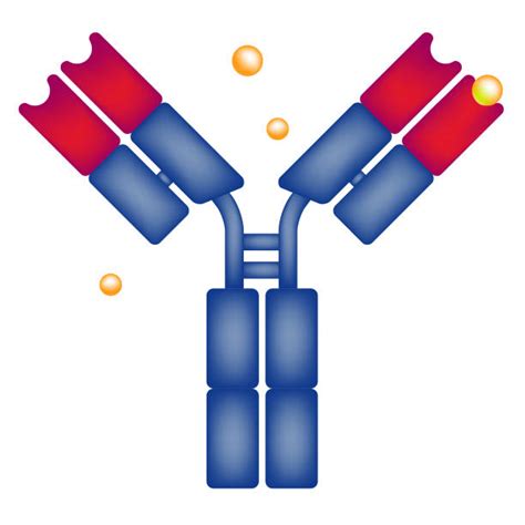 Antibody Illustrations Royalty Free Vector Graphics And Clip Art Istock