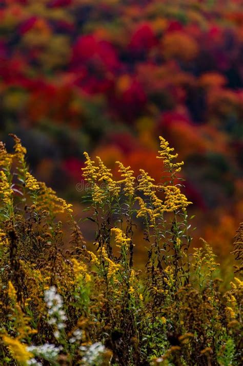 Goldenrod Wildflowers Autumn Fall Splendor West Virginia Stock