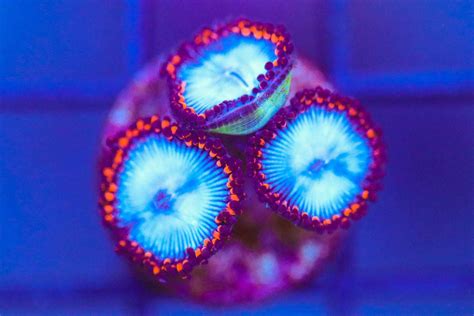 Blue Zoanthids Reef Casa