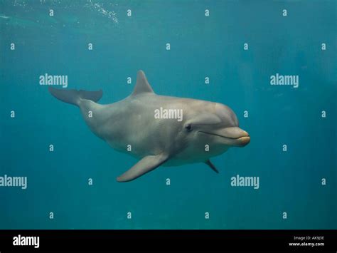 Bottlenose Dolphin Tursiops Truncatus Stock Photo Alamy
