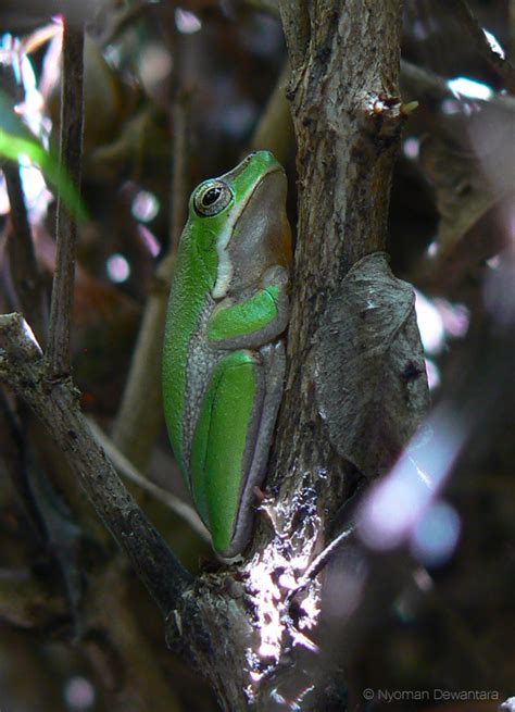 Jacanas Birdwatching Eastern Dwarf Tree Frog