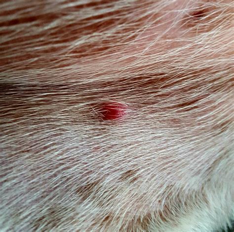 I Found A Small Red Bump On My Dogs Stomach I Have A Photo Of It Was