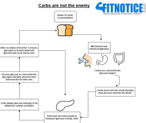 However you may also find a. Low Carbs? Why Low Carb Diets are Bullshit! - Part 1 ...