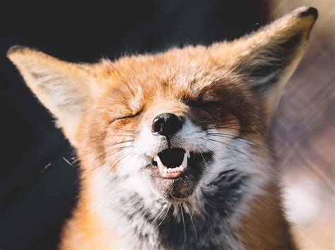 8 Foxes Smiling And Why You Should Too All Things Foxes Animals