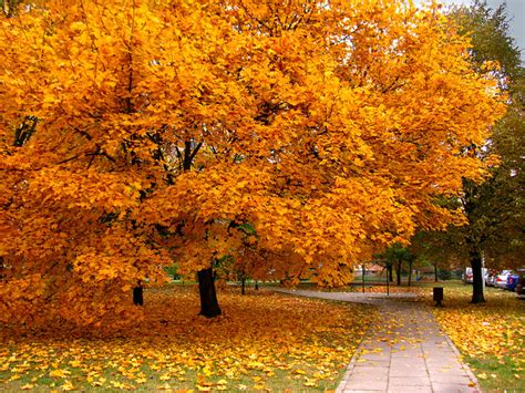 Huge Yellow Maple Tree Pictures Photos And Images For Facebook