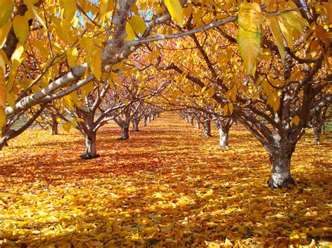 Cherry Trees In Autumn Wine Country Cherry Tree O Canada