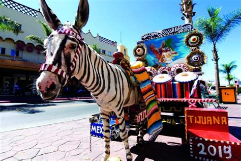 Zebra Donkeys In Avenida Revolución Magic Towns