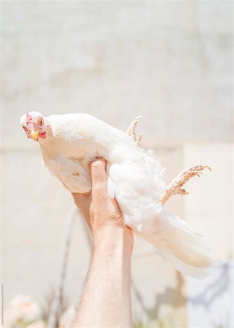 Hand Holding Hen By Stocksy Contributor Carles Rodrigo Monzo Stocksy